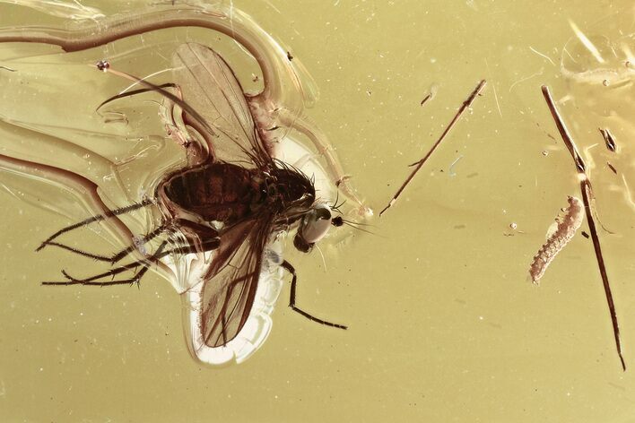 Fossil Beetle Larva (Coleoptera) & Fly (Dolichopodida) in Baltic Amber #315206